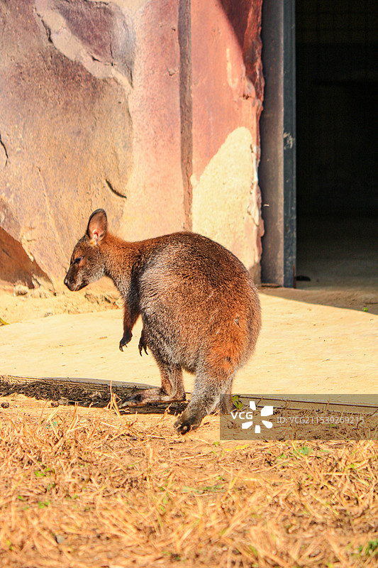 武汉动物园里的赤大袋鼠特写图片素材