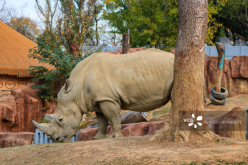 武汉动物园里的白犀牛特写图片素材