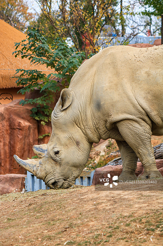 武汉动物园里的白犀牛特写图片素材