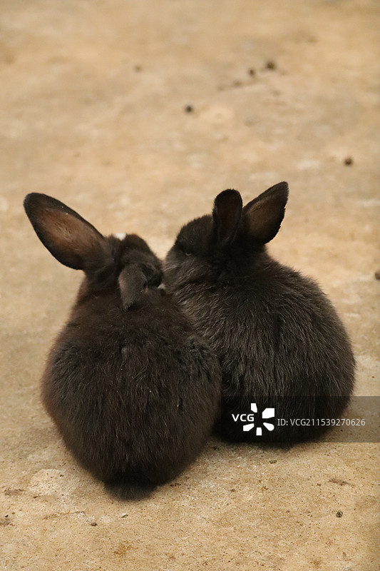 兔子贴贴图片素材