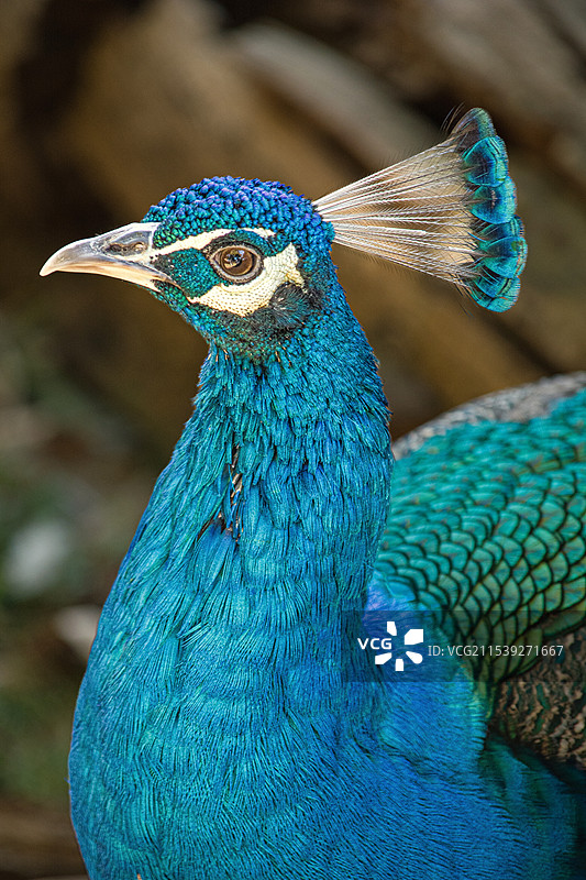 孔雀特写镜头图片素材