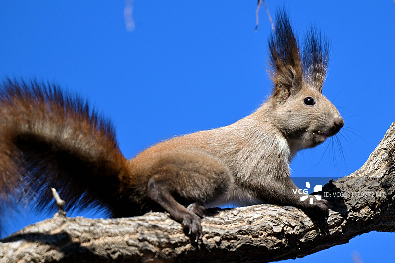 松鼠在树上图片素材