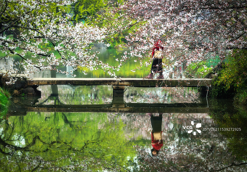 烟雨迷蒙的江南春天，无锡鼋头渚的樱花盛开挂满枝头，和古朴的石桥一起倒影在水面上，一个红衣女孩走过图片素材