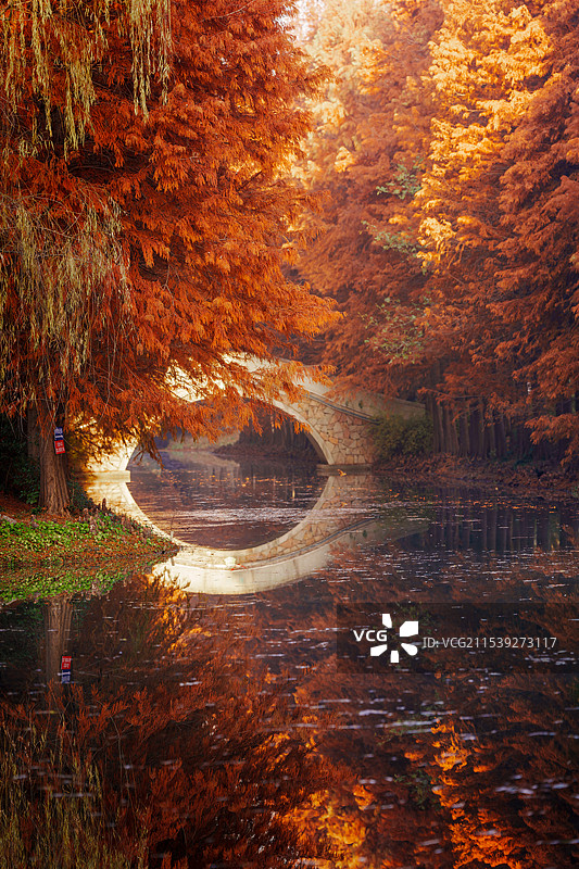 苏州虎丘湿地公园红衫树图片素材