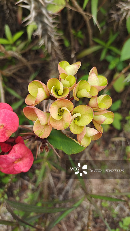 虎刺梅特写图片素材