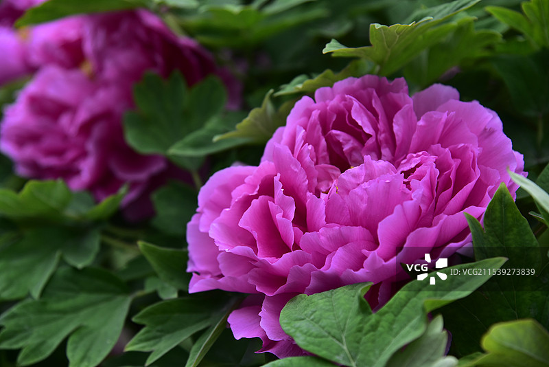 西安大慈恩寺牡丹园春天盛开的牡丹花图片素材