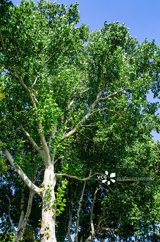 中国自然风光拍摄主题，夏天绿色的法国梧桐树树冠，户外白昼无人图像摄影图片素材
