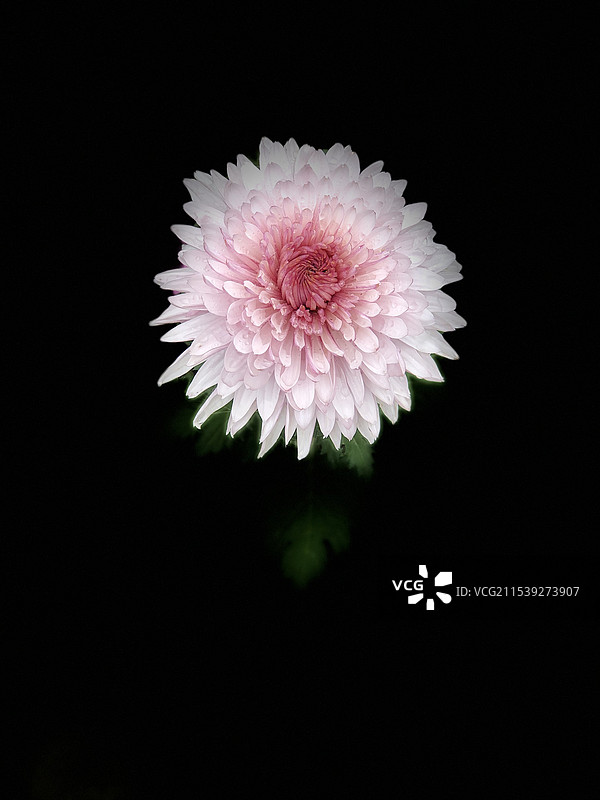 寶雞菊花展·赤心佳人图片素材