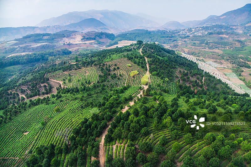 云南临沧市永德县茶叶种植农田航拍风景图片素材