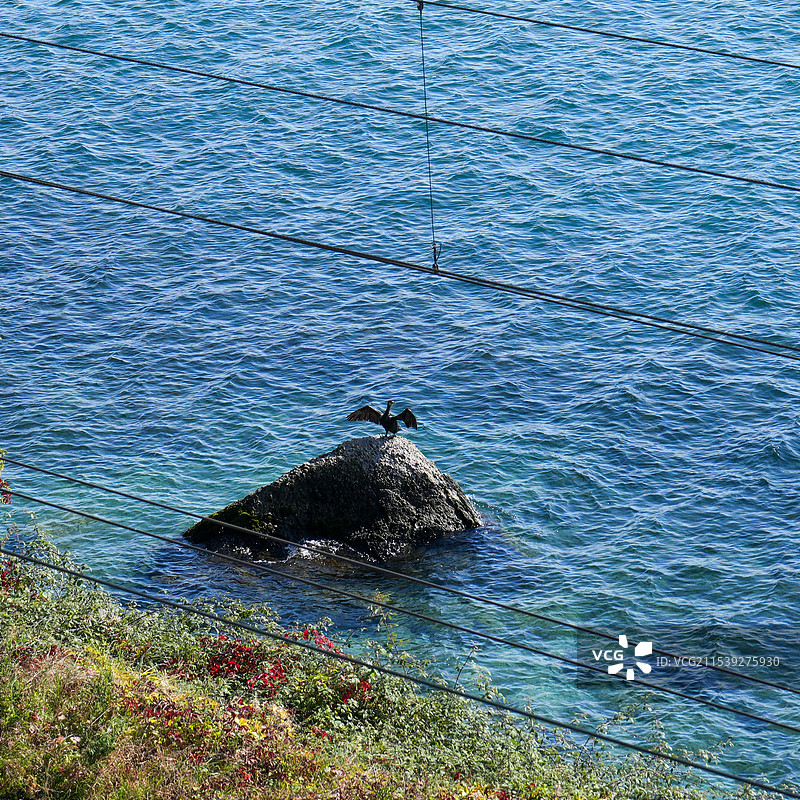 瑞士日内瓦莱芒湖的水禽图片素材