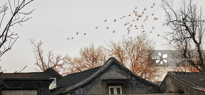德胜门附近，白鸽从屋顶盘旋飞过图片素材
