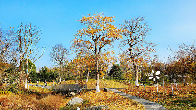 满地金黄落叶与树木相伴的浓郁秋色公园一景图片素材
