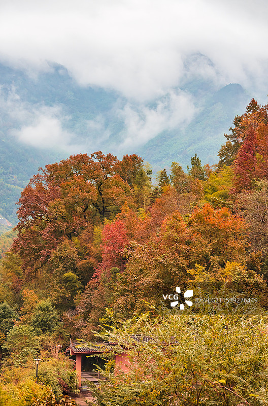 浙江省景宁畲族自治县东弄畲村红枫在晨雾中展现图片素材