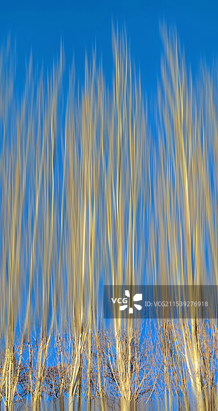 白杨树林图片素材