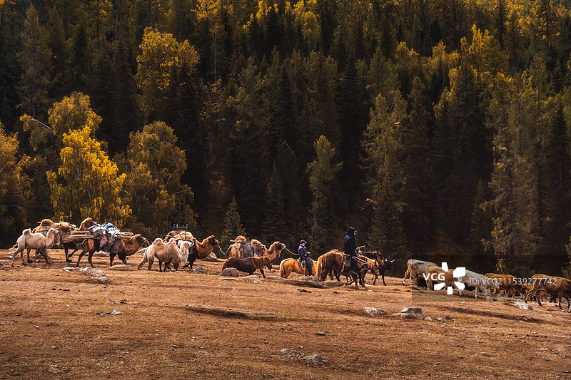 白哈巴村的哈萨克族牧民转场图片素材