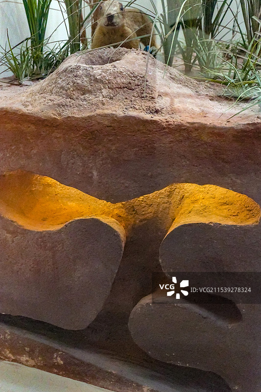 草原犬鼠的洞穴 山东博物馆“非洲野生动物大迁徙展”图片素材