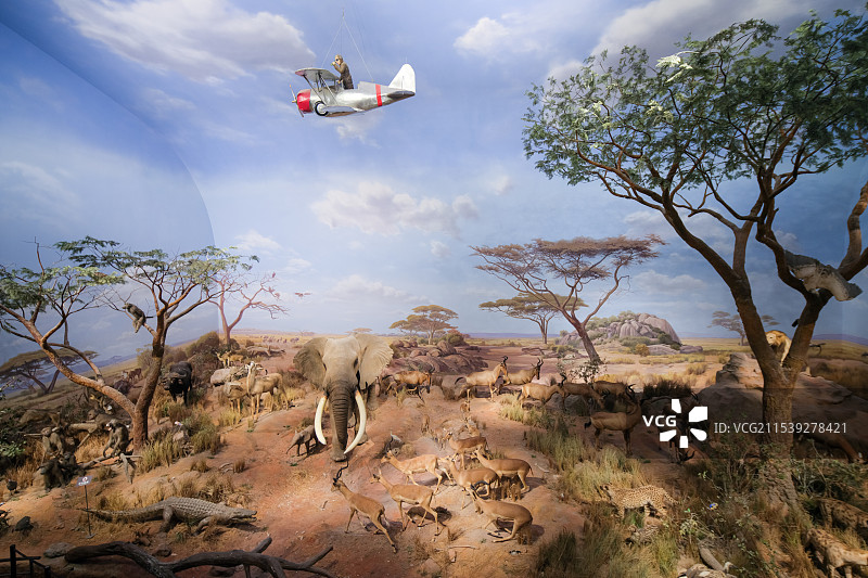 山东博物馆“非洲野生动物大迁徙展”-旱季的塞伦盖蒂草原图片素材