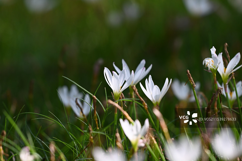葱莲小白花春天春意图片素材
