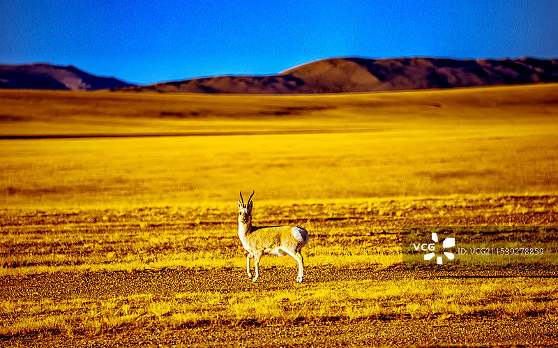 藏羚羊图片素材