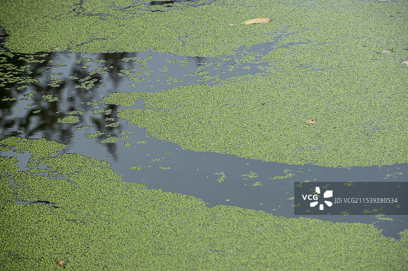 冬日小河里生长的浮萍图片素材