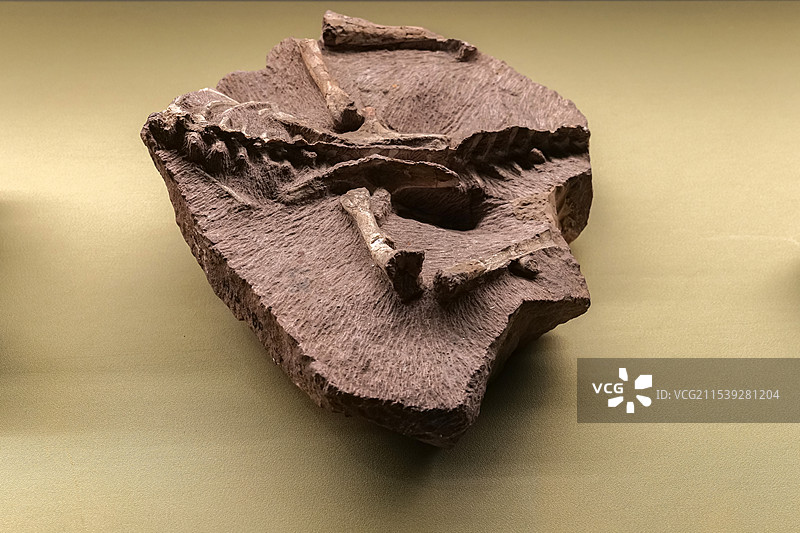 中国鹦鹉嘴龙部份骨骼 早白垩世 山东莱阳出土 山东博物馆“山东龙-穿越白垩纪”展图片素材