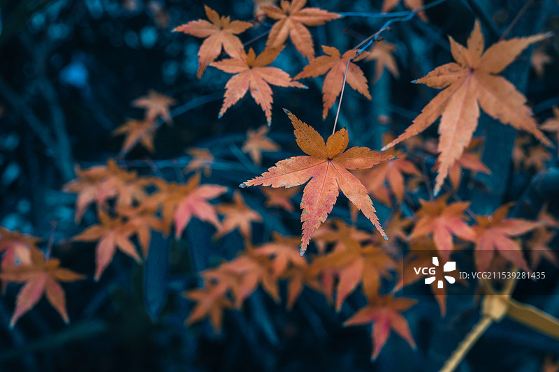 秋天的枫叶图片素材