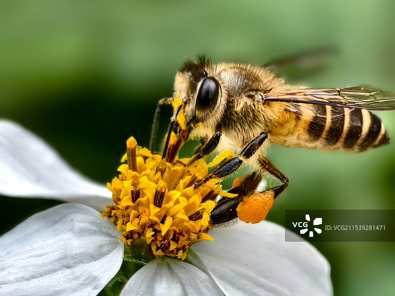 快来吃蛋糕（蜂花恋）图片素材