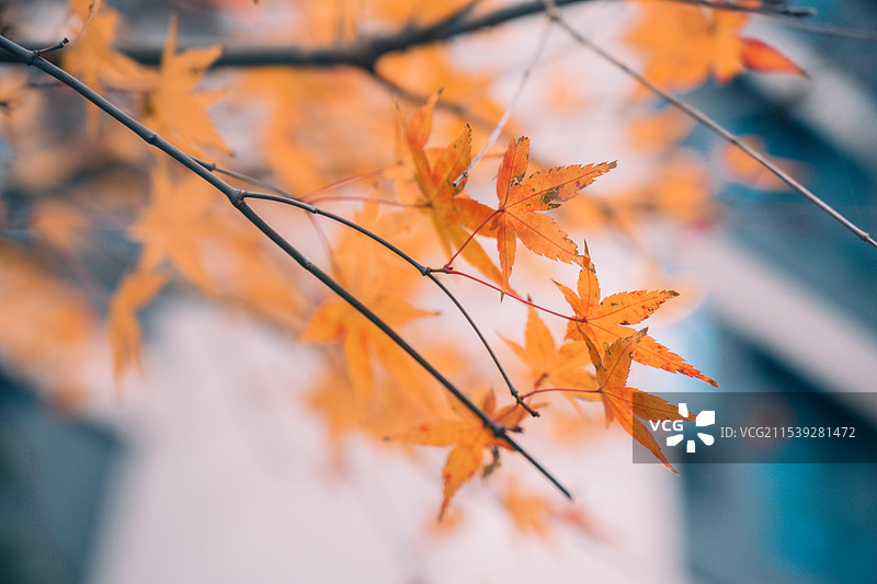 秋天的枫叶图片素材