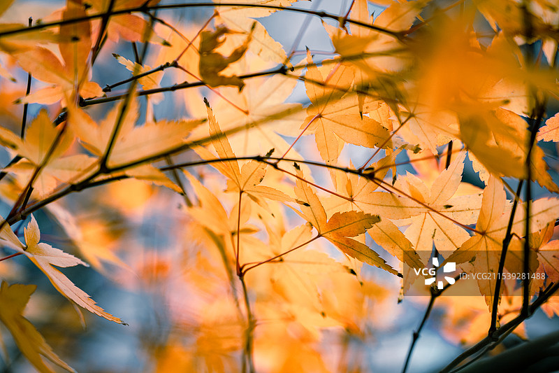 秋天的枫叶图片素材