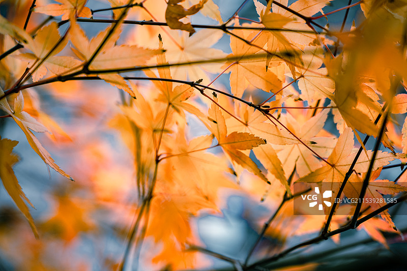 秋天的枫叶图片素材