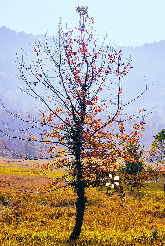 塔川红叶图片素材
