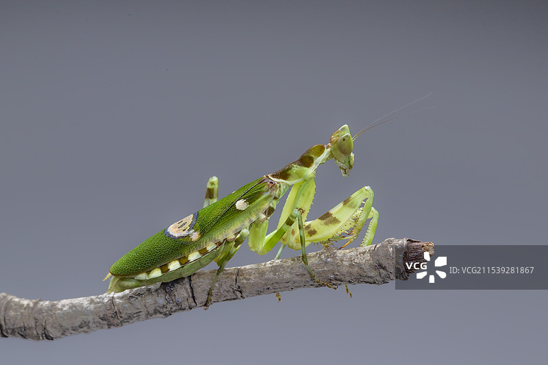 树枝上自恋的眼斑螳螂图片素材