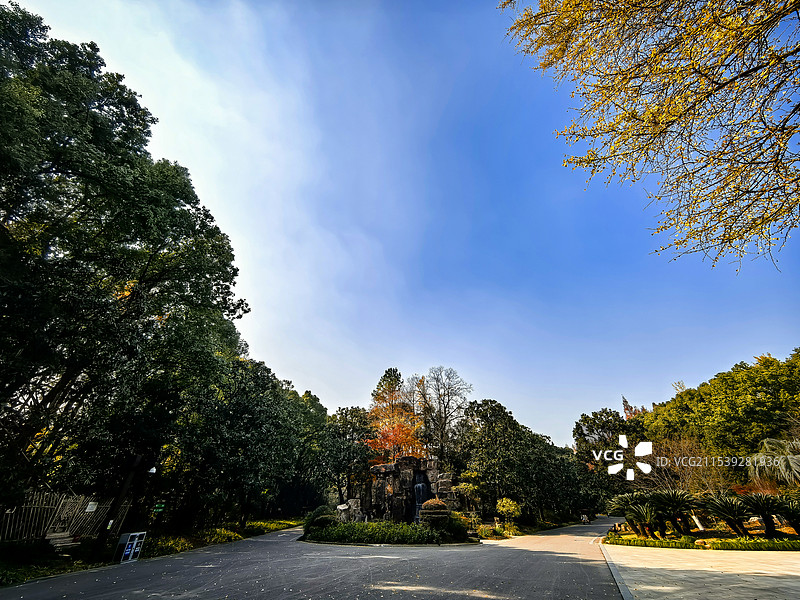 上海植物园的绝色秋景图片素材