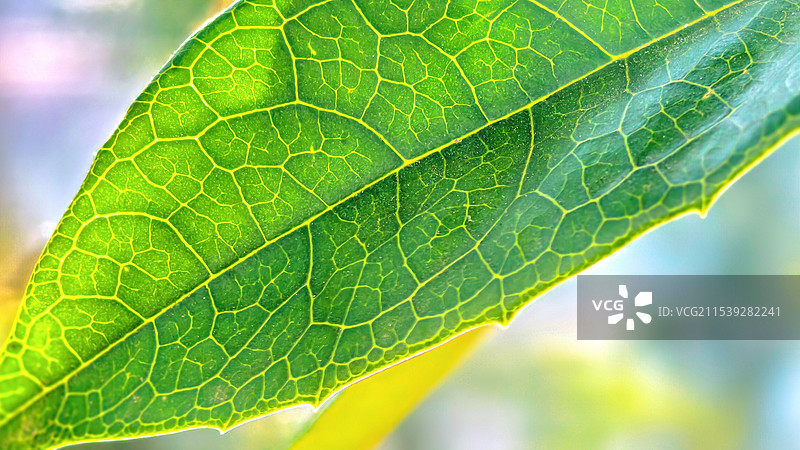 树叶经络特写图片素材图片素材