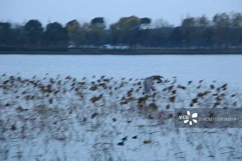 上海青西郊野公园的残荷图片素材