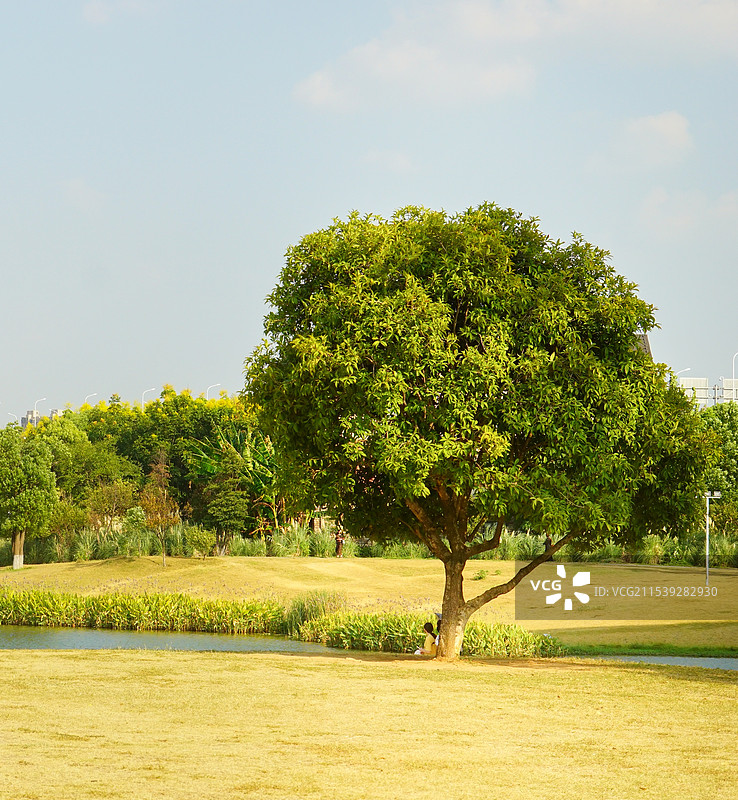 长沙李自键美术馆的树图片素材