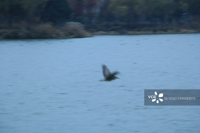 上海青西郊野公园大莲湖蓝调时分图片素材