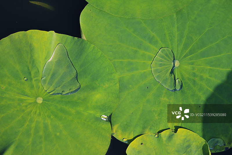 闪光灯下稚嫩的荷叶与水珠图片素材