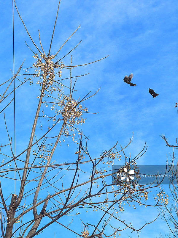 寒冬中的楝树与飞鸟图片素材