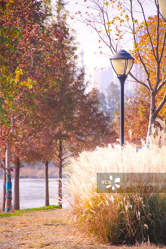 光影下的芦苇图片素材