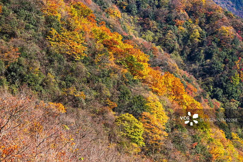 中国四川巴中光雾山景区，从光雾山镇到十八月潭065乡道周边的彩林和红叶图片素材