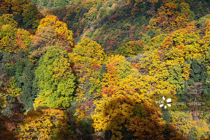 中国四川巴中光雾山景区，从光雾山镇到十八月潭065乡道周边的彩林和红叶图片素材
