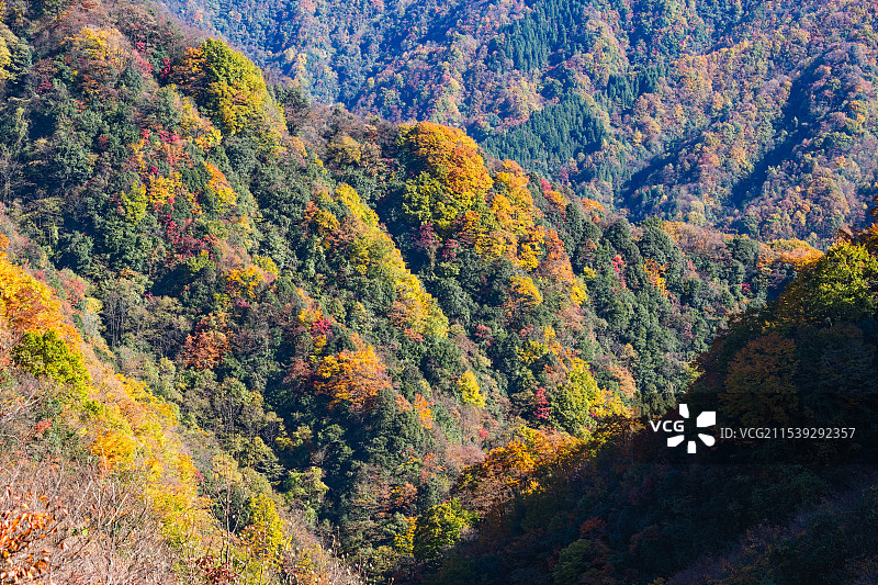 中国四川巴中光雾山景区，从光雾山镇到十八月潭065乡道周边的彩林和红叶图片素材