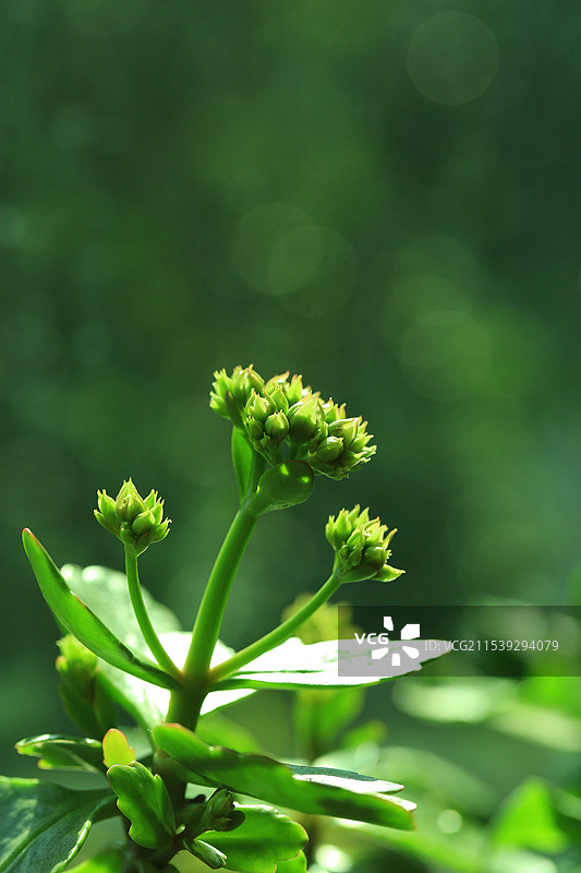 绿色模糊背景下长寿花花蕾的特写图片素材