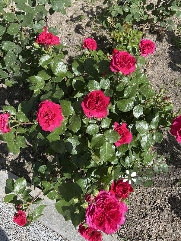 新疆伊犁州伊宁市城市的花朵图片素材