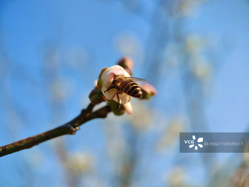 小蜜蜂钻进去采蜜图片素材