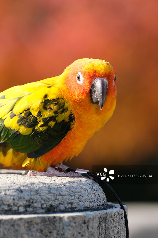 一组公园偶遇的金太阳鹦鹉特写图片素材