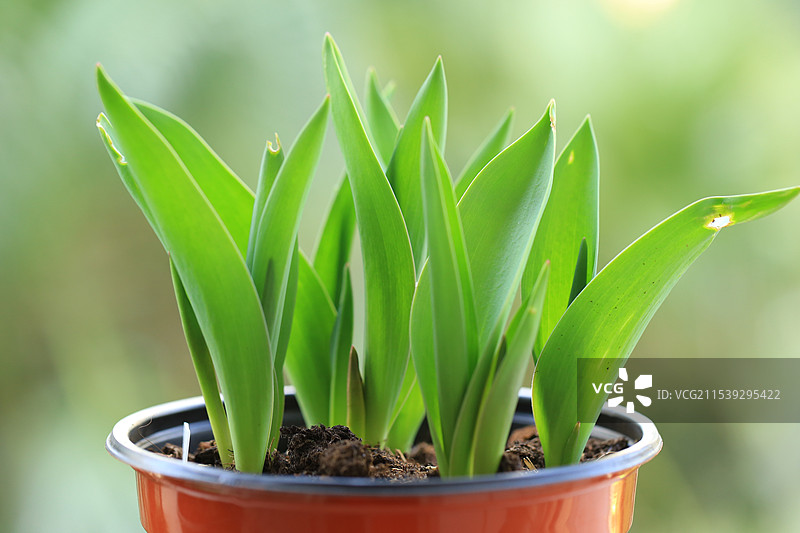 盆栽植物郁金香叶子的特写镜头图片素材