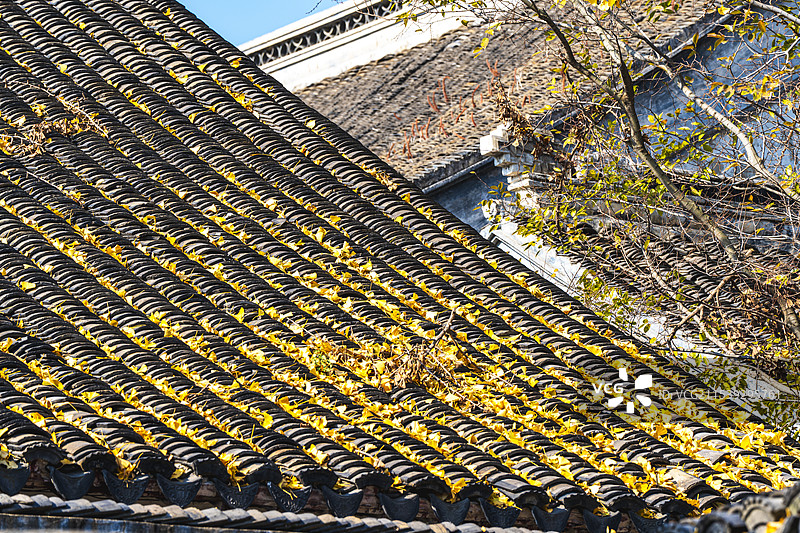 金黄银杏叶落在古老江南园林的屋檐上图片素材