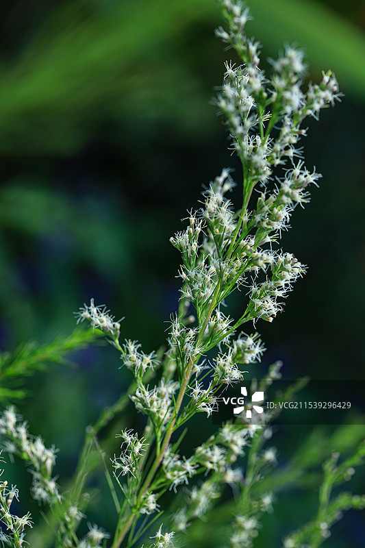 朱巴木图片素材